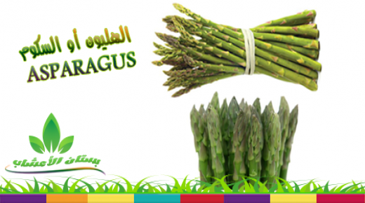 فوائد السكوم او الهليون او Asperges المتعددة الوقائية