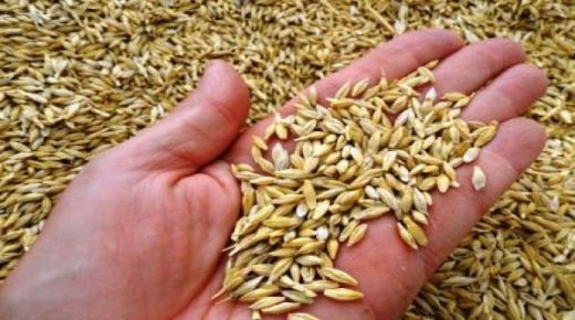 استفادة 3800 فلاح من عملية توزيع الشعير المدعم