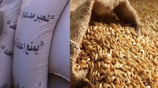 2.5 مليون قنطار شعير لصالح مربي الماشية بالمناطق المتضررة