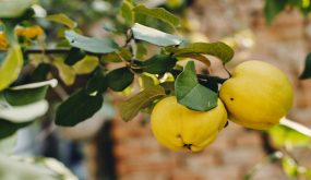 Ripe quinces at tree, close-up