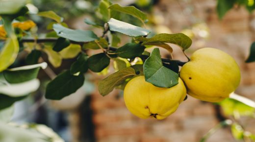 Ripe quinces at tree, close-up