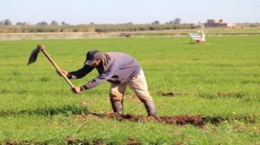 رغم قلة الأمطار الموسم الفلاحي الحالي يجري في ظروف جيدة