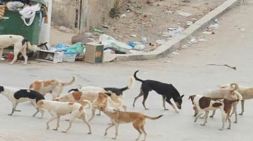 الناموس والكلاب الضالة تزعج المراكشين، هل من مجيب