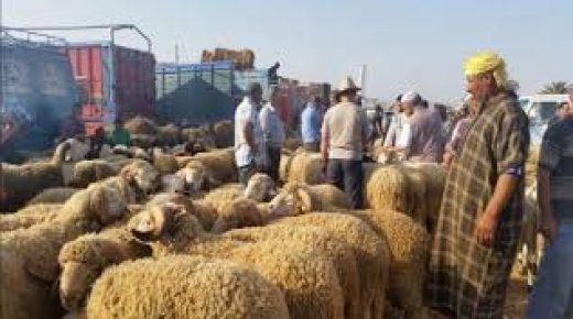 افتتاح السوق الأسبوعي لجماعة الخوالقة في وجه مربي الماشية