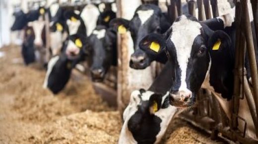 الأمم المتحدة توصى بتقليل تناول اللحوم والألبان تجنبا للغازات الدفيئة