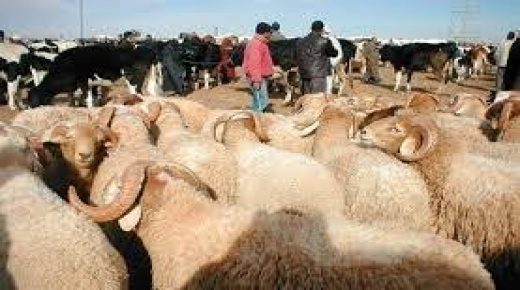 إغلاق سبعة أسواق للماشية عبر تراب المملكة لعدم التزامها بالإجراءات الصحية المطلوبة