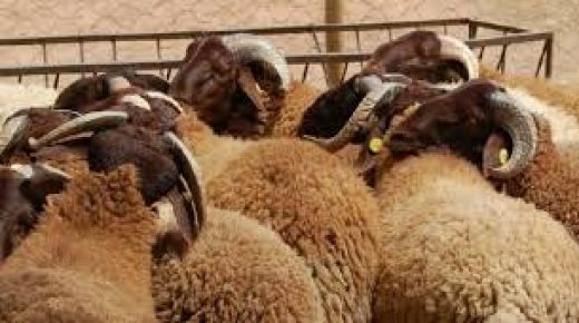 عرض الأضاحي يناهز 1,4 مليون رأس بجهة بني ملال-خنيفرة