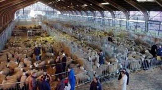 توفير خدمتي إيواء الأضاحي بإسطبلات مهيئة وذبح أضحية العيد بمجازر الدار البيضاء