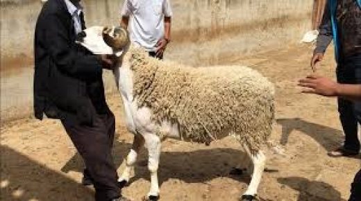 ترقيم أزيد من 2ر7 مليون رأس من الأغنام والماعز