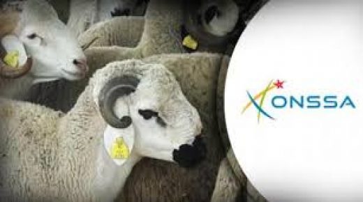 عيد الأضحى مر في ظروف جيدة على مستوى الجودة والصحة الحيوانية