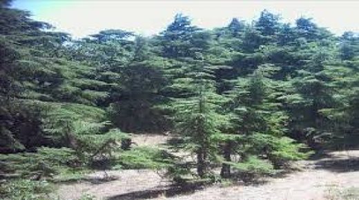 عرض استراتيجية “غابات المغرب 2020-2030 ” على الفاو