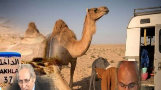 جمعية اتحاد منمي الابل تطالب بضرورة تفعيل قانون تنظيم المراعي بالجهة في اسرع وقت ممكن.