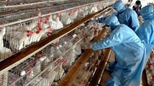 مربو الدواجن بالمغرب يحذرون من دخول “إنفلونزا الطيور.