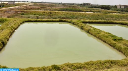 Reportage photos sur un projet de pisciculture et d’aquaculture dans la région Béni Mellal- Khénifra qui est en passe de devenir un véritable pôle aquacole qui contribuera grandement à l'amélioration de l’agriculture et la production des produits poissonniers dans la région. 25082020- Société Asmak Nile -Béni Mellal