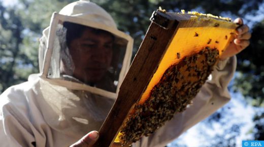 epaselect epa08859989 Beekeeper Antonio Lorenzo Hernandez collects honey in his family business, in the municipality of San Mateo Ozolco, in Puebla, Mexico, 01 December 2020 (issued 03 December). Honey production has been erected as a new economic opportunity in communities like San Mateo Ozolco, where Antonio broked his community's schemes with his family business, producing natural honey with the reproduction of the queen bee. EPA-EFE/Hilda Rios