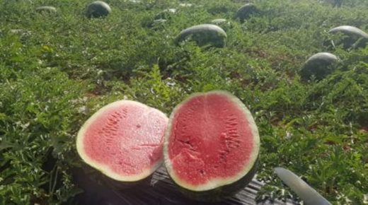 بذور البطيخ الأحمر المستخدمة في زراعته بالمغرب غير معدلة جينيا
