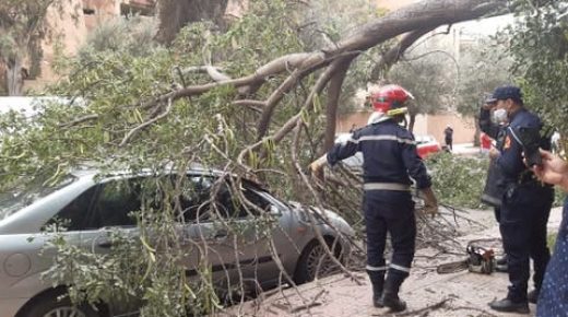 حارس للسيارات ينجو من الموت بعد سقوط شجرة عليه