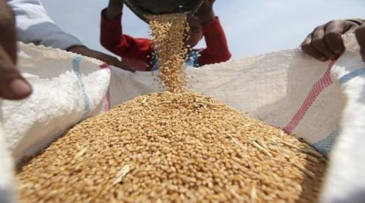 العثور بالجزائر على جثة حيوان في شحنة قمح مستورد من فرنسا