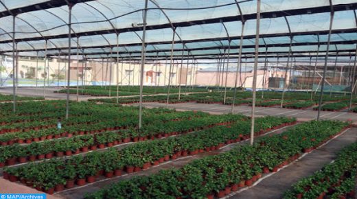 A quelques mètres de la plage Tamaris de la commune Dar Bouaaza (province de Nouacer), se situe le projet modèle de pépinière de fleurs et de plantes aromatiques de Hassan Chakboub (56 ans), ex-marocain résidant à l’étranger. (27/11/16)