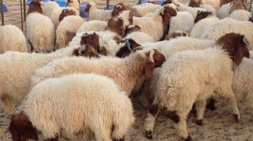 بسبب تفشي كورونا.. رئيس تونسي سابق يدعو إلى إلغاء عيد الأضحى