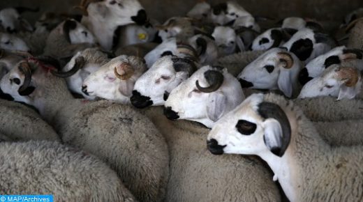 عيد الأضحى المبارك 1442 هـ: العرض كاف لسد الطلب المرتقب