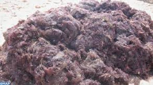 جمع الطحالب الحمراء شعبة ذات قيمة اقتصادية عالية
