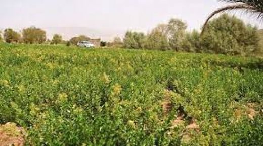 الحناء بتازارين .. رافعة للتنمية المستدامة وتراث ثقافي