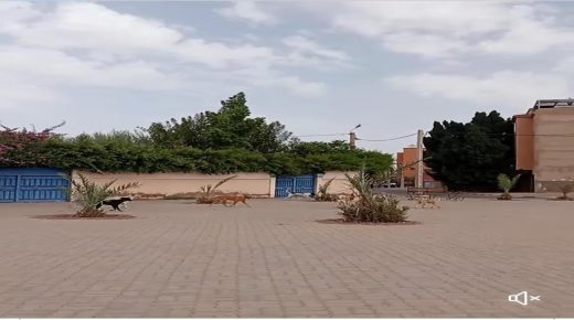 الكلاب الضالة تحتل مدينة مراكش، والمجلس الجماعي لا وجود له