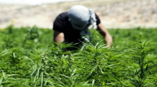 المجلس الوزاري يؤشر رسميا على دخول وكالة “تقنين الكيف” قائمة المؤسسات العمومية