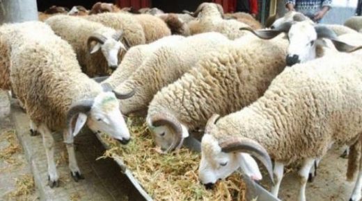 تربية المواشي/السلسلة الغذائية: المغرب قادر على مكافحة مقاومة مضادات الميكروبات في قطاع الصحة الحيوانية