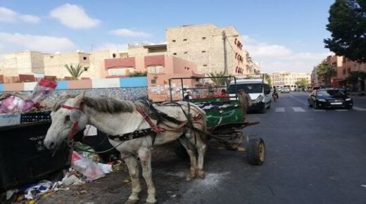 السلطة المحلية بالفخارة تشرع في هدم أكثر من 50 “براكة عشوائية” يستعملها” الميخالة”