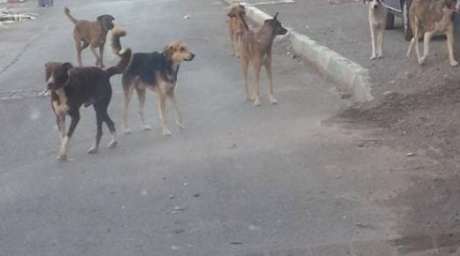 مراكش: الكلاب الضالة ترهب ساكنة المحاميد 7، والمجلس الجماعي في سبات عميق