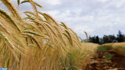 Céréales du domaine expérimental de l'Institut National de la Recherche Agronomique (INRA). 30042021 – Merchouch
