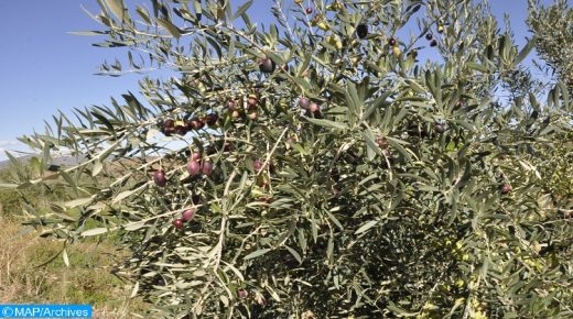 Les habitants du village de Ouawmna dans la région de Khénifra accordent une grande importance à l'olivier et surtout à la qualité de leur huile d'olive, un des produits phares de cette localité qui a pu se frayer un chemin à l'export. 14122020-Reportage photos- Khénifra