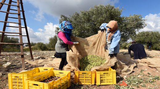 Women harvest olives in the village of Mornag, situated in the locality of Ben Arous, near the Tunisian capital Tunis on November 6, 2015. The olive harvest season in Tunisia began in late October. AFP PHOTO / FETHI BELAID / AFP PHOTO / FETHI BELAID