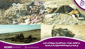 مجزرة السويهلة تجعل من محيطها كارثة بيئية و المهني القطاع يطالبون بالتدخل العاج