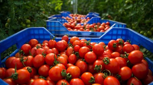 واردات إسبانيا من الطماطم المغربية تتجاوز 80 مليون كيلوغرام