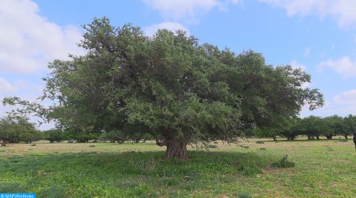 مؤسسة محمد السادس للبحث والحفاظ على شجرة الأركان تخلد اليوم العالمي لشجرة الأركان بالمدارس الشريكة للمؤسسة