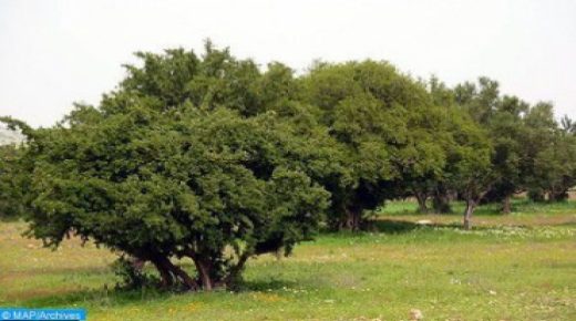المغرب يحيي الذكرى الثانية لليوم العالمي لشجرة أركان.
