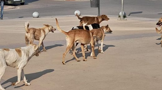 منير الحردول..الكلاب الضالة..الخطر والارتباك الدائم