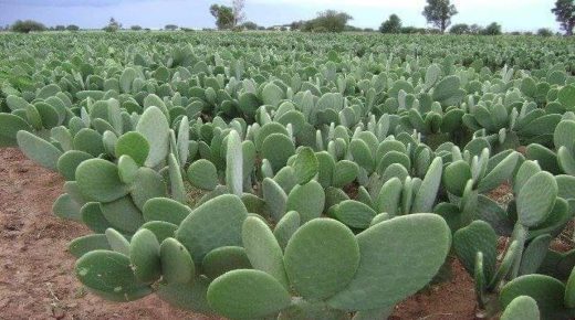 تطوير 8 أصناف جديدة من التين الشوكي المقاوم للحشرة القرمزية بالمغرب.