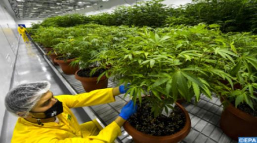 قطاع القنب الهندي المقنن يمثل عنصرا مهما لتحقيق التنمية.