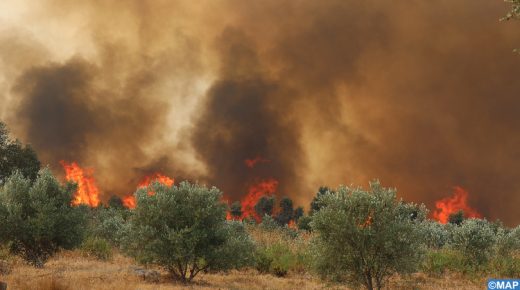  إحداث خلية على المستوى المركزي وخلايا على المستوى المحلي لرصد الوضعية وتقييم مدى تأثير حرائق الغابات.