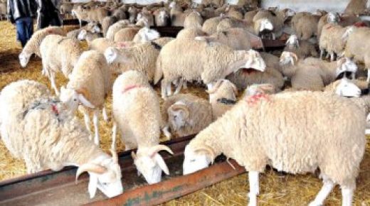 مواطنون غاضبون جراء ارتفاع أسعار الأضاحي بمدينة الرباط.