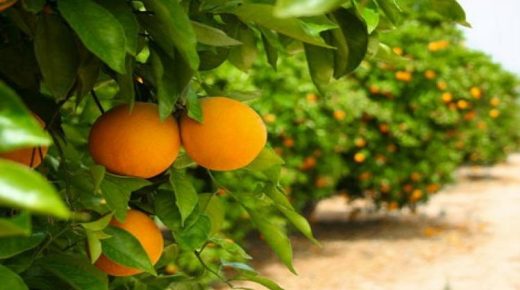 زيادة صادرات الحوامض المغربية نحو الولايات المتحدة الأميركية بنحو 156%