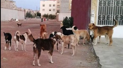 الفعاليات المدنية تدعو لإيجاد “حلول فورية” لمشكلة انتشار الكلاب الضالة