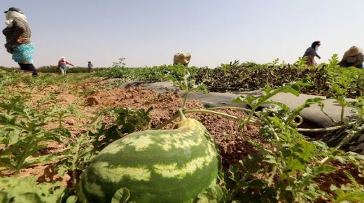 حركة بيئية تنتقد تصدير المغرب منتجات تستنزف المياه الجوفية