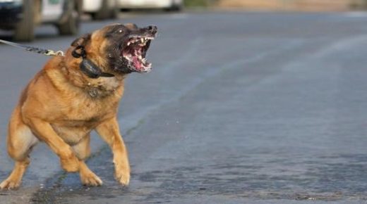 طنجة : توقيف للاشتباه في تورطه في حيازة كلاب من فصيلة شرسة