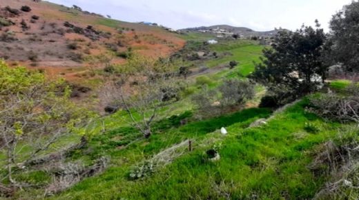 الحسيمة…التساقطات المطرية تنعش آمال الفلاحين