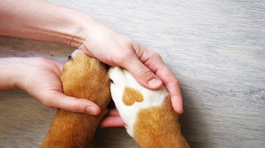Belarus, Adult, Adults Only, Animal, Animal Body Part